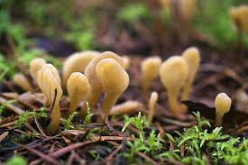 Attēlu rezultāti vaicājumam “Spathularia flavida”