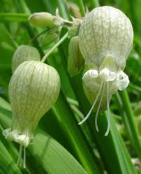 Image result for Silene vulgaris