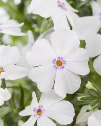 Image result for Phlox (großblumig)