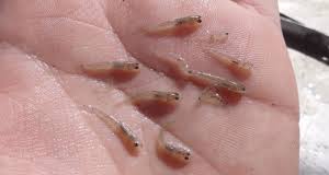 Image result for Parophrys vetulus