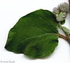 Attēlu rezultāti vaicājumam “Arctium tomentosum fruit”