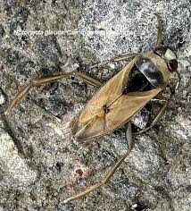 Attēlu rezultāti vaicājumam “Notonecta glauca”