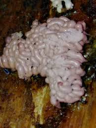 Attēlu rezultāti vaicājumam “Arcyria stipata young”