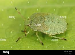Attēlu rezultāti vaicājumam “Palomena prasina nymph”