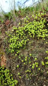 Attēlu rezultāti vaicājumam “Anomodon viticulosus sporophyte”