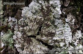 Attēlu rezultāti vaicājumam “Physconia enteroxantha”