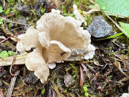 Attēlu rezultāti vaicājumam “Arrhenia retiruga”