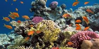 Image result for Looe Diving Club