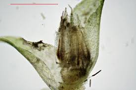 Attēlu rezultāti vaicājumam “Oxyrrhynchium hians var. rigidum macro”