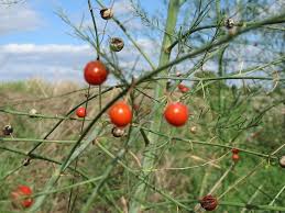 Attēlu rezultāti vaicājumam “Asparagus officinalis fruit”