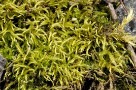 Attēlu rezultāti vaicājumam “Sciuro-hypnum reflexum sporophyte”