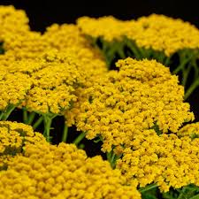 Image result for Achillea filipendulina