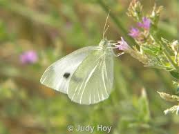 Attēlu rezultāti vaicājumam “Pieris rapae”