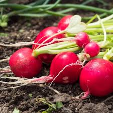 Attēlu rezultāti vaicājumam “Raphanus sativus”