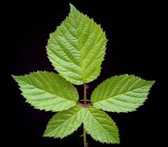 Image result for Rubus sectio