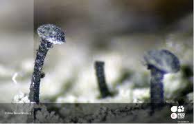 Attēlu rezultāti vaicājumam “Calicium salicinum”