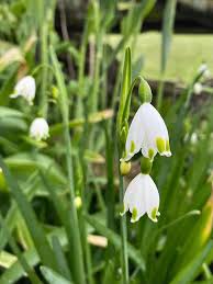Attēlu rezultāti vaicājumam “Leucojum vernum var. carpathicum flower”
