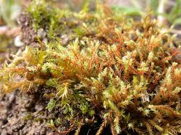 Attēlu rezultāti vaicājumam “Philonotis calcarea”