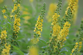 Attēlu rezultāti vaicājumam “Agrimonia eupatoria flower”