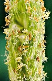 Attēlu rezultāti vaicājumam “Alopecurus aequalis flower”