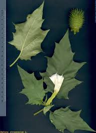 Image result for Datura stramonium