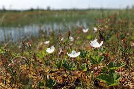 Attēlu rezultāti vaicājumam “Rubus chamaemorus”
