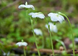 Attēlu rezultāti vaicājumam “Moneses uniflora flower”