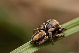 Attēlu rezultāti vaicājumam “Evarcha falcata female”