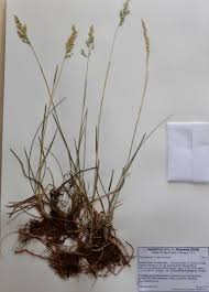 Attēlu rezultāti vaicājumam “Poa pratensis”