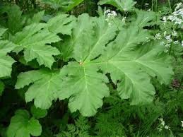 Attēlu rezultāti vaicājumam “Heracleum sosnowskyi leaf”