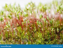 Attēlu rezultāti vaicājumam “Pohlia nutans sporophyte”