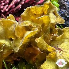 Attēlu rezultāti vaicājumam “Lycogala convexum macro”