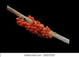 Attēlu rezultāti vaicājumam “Leocarpus fragilis macro”