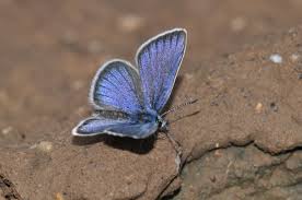 Attēlu rezultāti vaicājumam “Cyaniris semiargus”