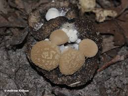 Attēlu rezultāti vaicājumam “Asterophora lycoperdoides”