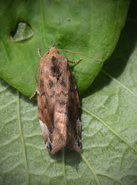 Attēlu rezultāti vaicājumam “Cosmia pyralina”