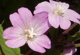 Attēlu rezultāti vaicājumam “Epilobium montanum flower”