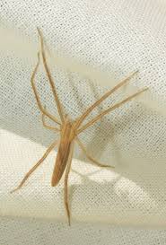 Attēlu rezultāti vaicājumam “Tibellus oblongus”