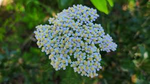 Attēlu rezultāti vaicājumam “Achillea millefolium flower”