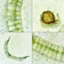 Attēlu rezultāti vaicājumam “Leucobryum juniperoideum”