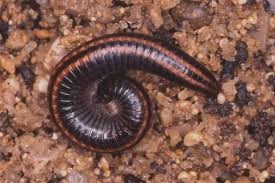 Attēlu rezultāti vaicājumam “Ommatoiulus sabulosus aimatopodus”