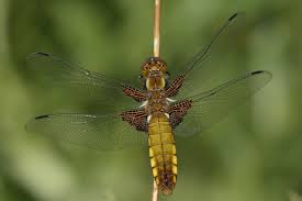 Attēlu rezultāti vaicājumam “Libellula depressa female”