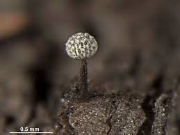 Attēlu rezultāti vaicājumam “Physarum notabile”