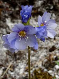 Attēlu rezultāti vaicājumam “Ptilidium pulcherrimum sporophyte”