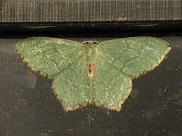 Attēlu rezultāti vaicājumam “Hemithea aestivaria”