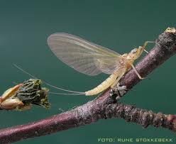 Attēlu rezultāti vaicājumam “Heptagenia sulphurea”