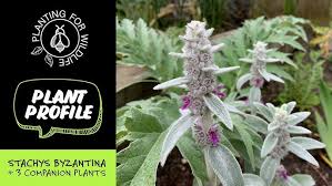 Attēlu rezultāti vaicājumam “Stachys officinalis bud”
