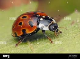 Attēlu rezultāti vaicājumam “Anatis ocellata”