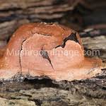 Attēlu rezultāti vaicājumam “Fuligo leviderma spores”