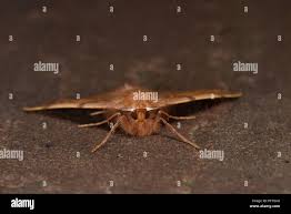 Attēlu rezultāti vaicājumam “Colotois pennaria”